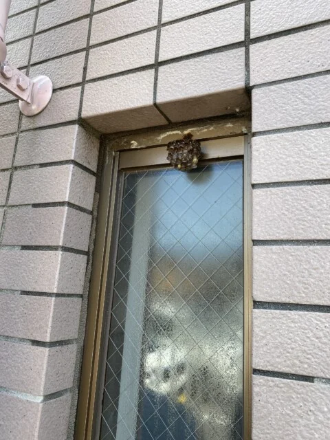 ハチの巣のサイズ感